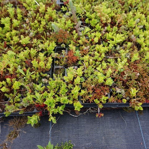 SikaRoof® Sedum Plugs UK