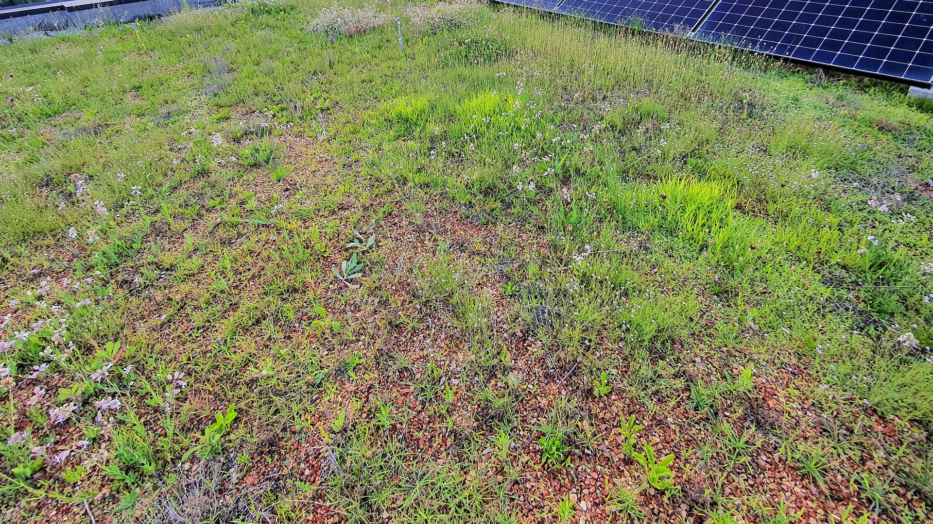Green roof