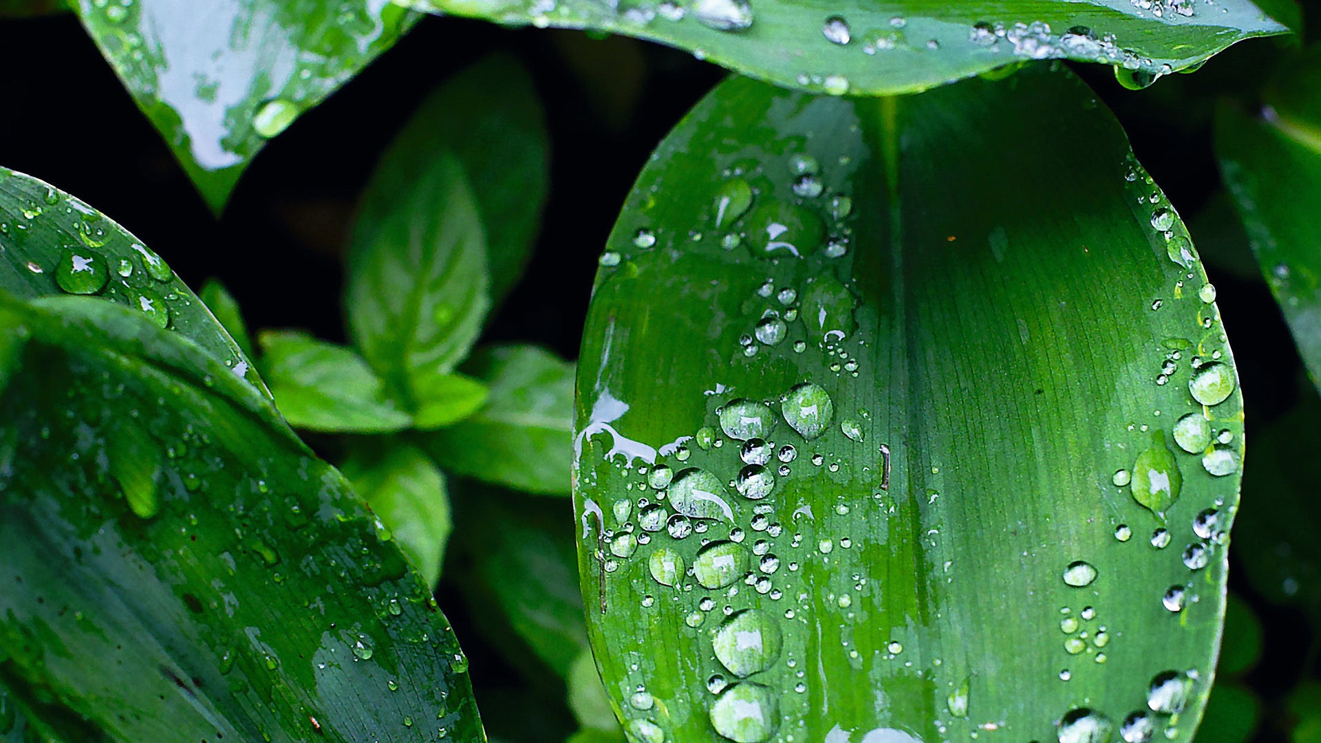 Water drops on the leaves