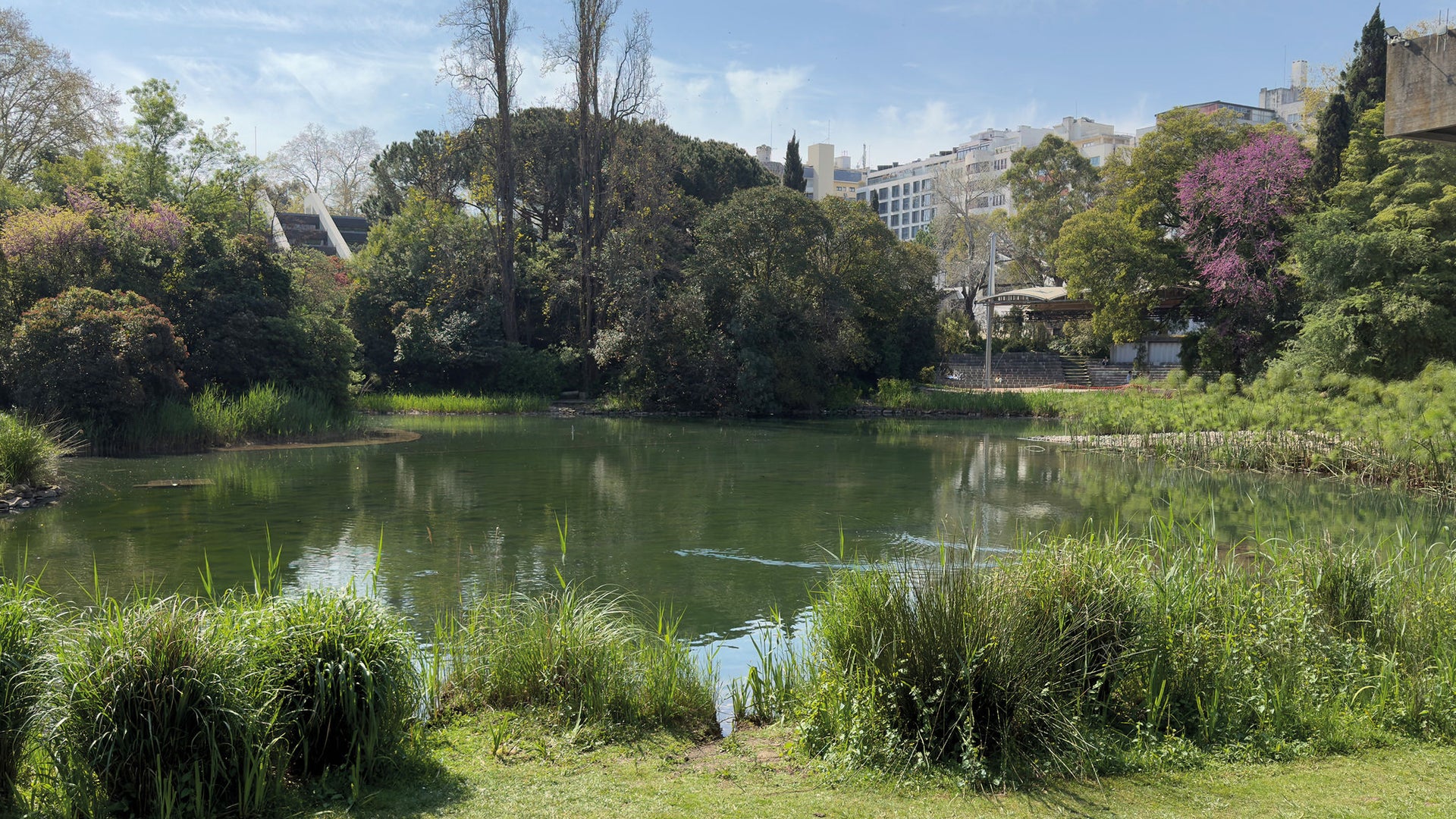 Tranquil city park pond with greenery