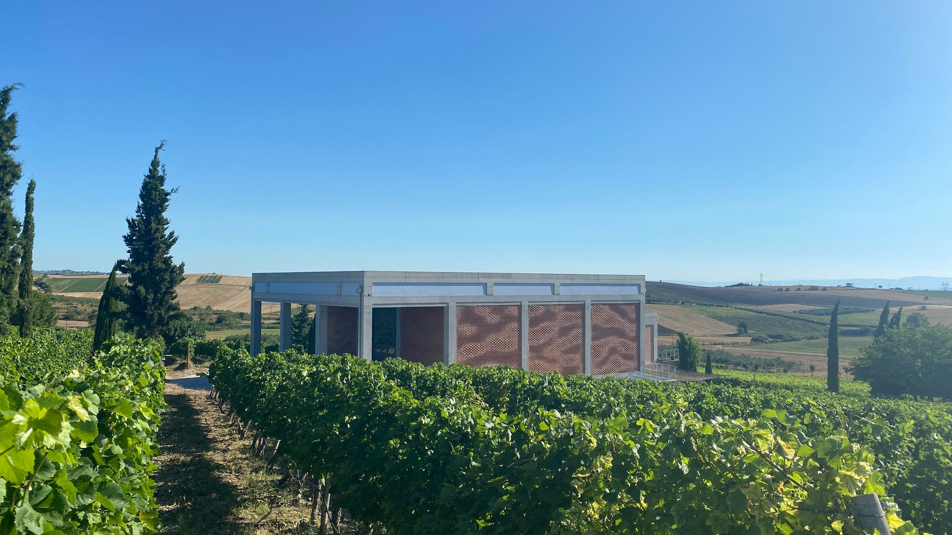 Modern building amidst lush vineyard landscape