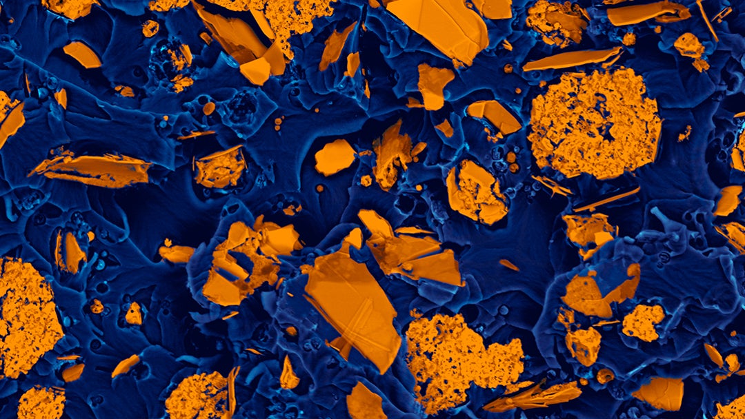 xolutec lab micro photo