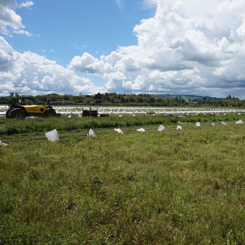 SikaRoof® Wildflower Blanket UK