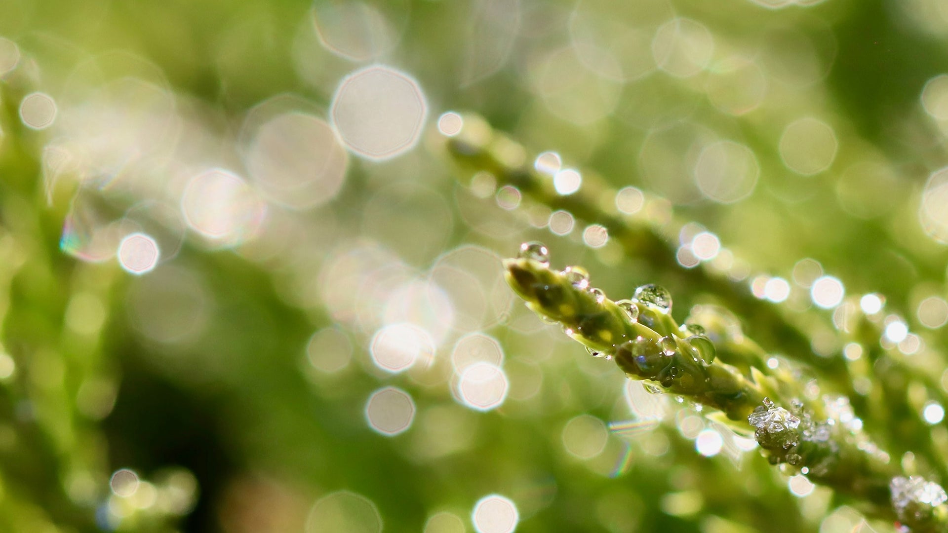 rain falling onto a green roof