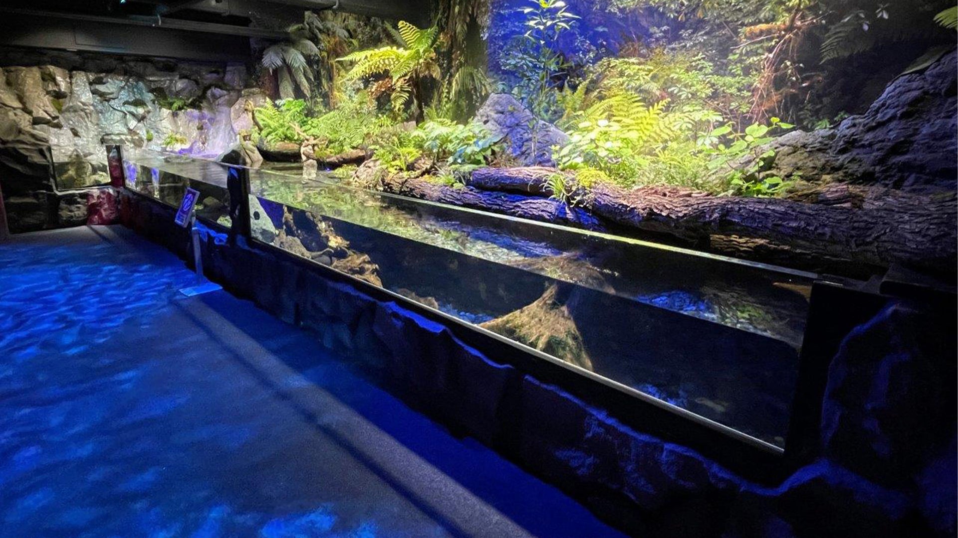 Kelly Tarlton's Aquarium
